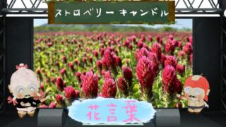 エゴノキと花言葉の魅力や由来を徹底解説
