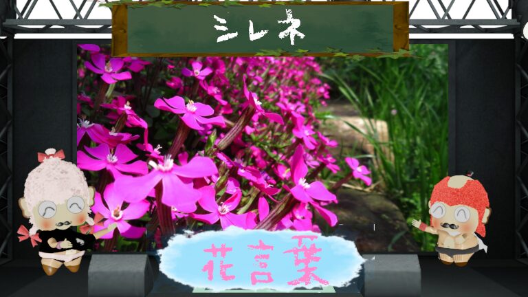 シレネの花言葉と誕生花にまつわる魅力をご紹介!