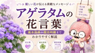 アゲラタムの花言葉｜風水効果や開花時期までわかりやすく解説