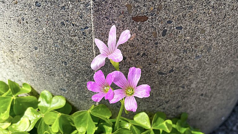 カタバミ