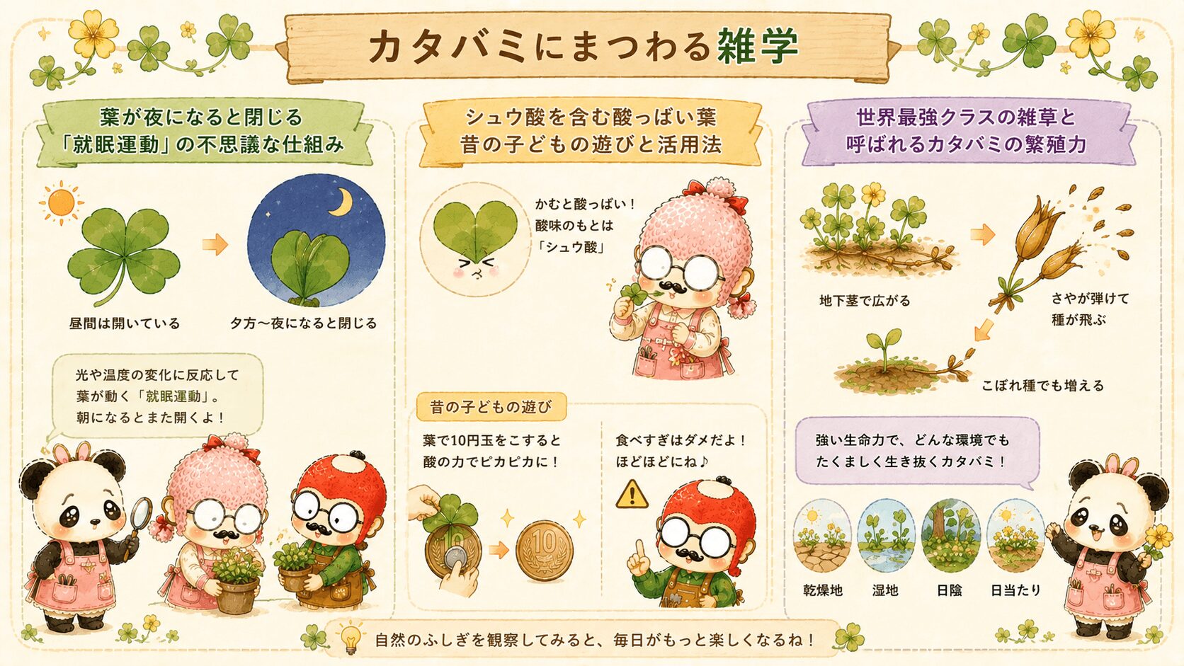 カタバミにまつわる雑学