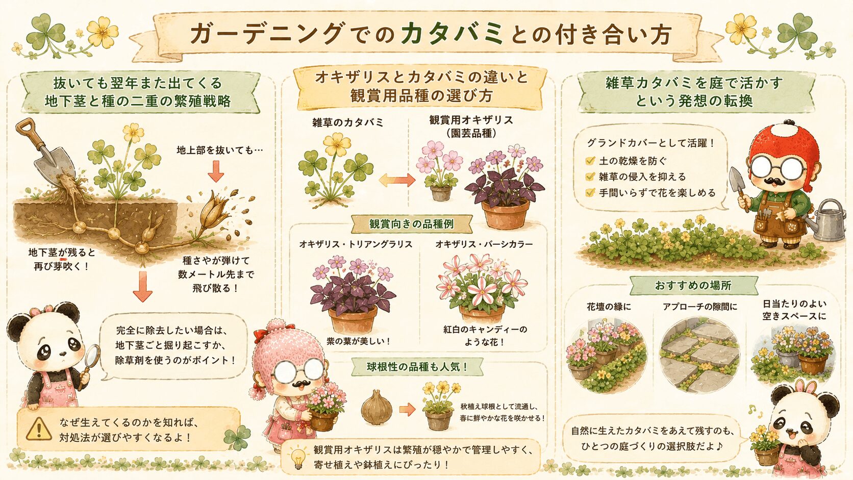 カタバミのガーデニング活用