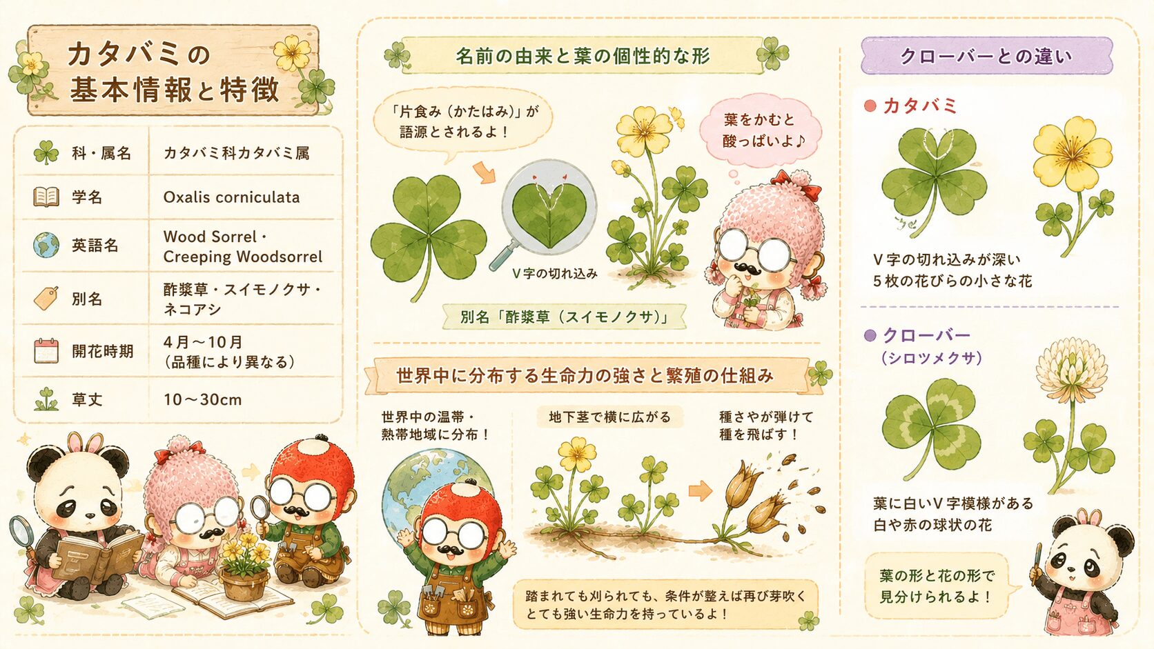 カタバミの基本情報と特徴