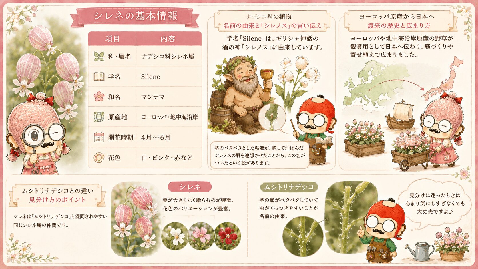 シレネの基本情報