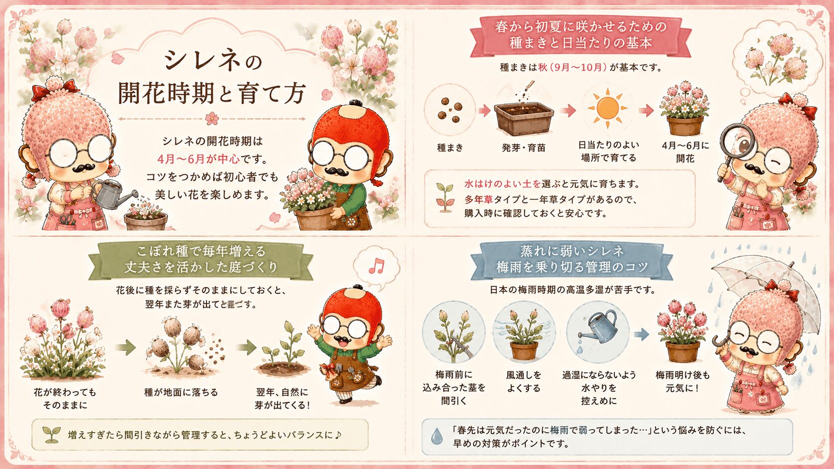 シレネの開花時期と育て方