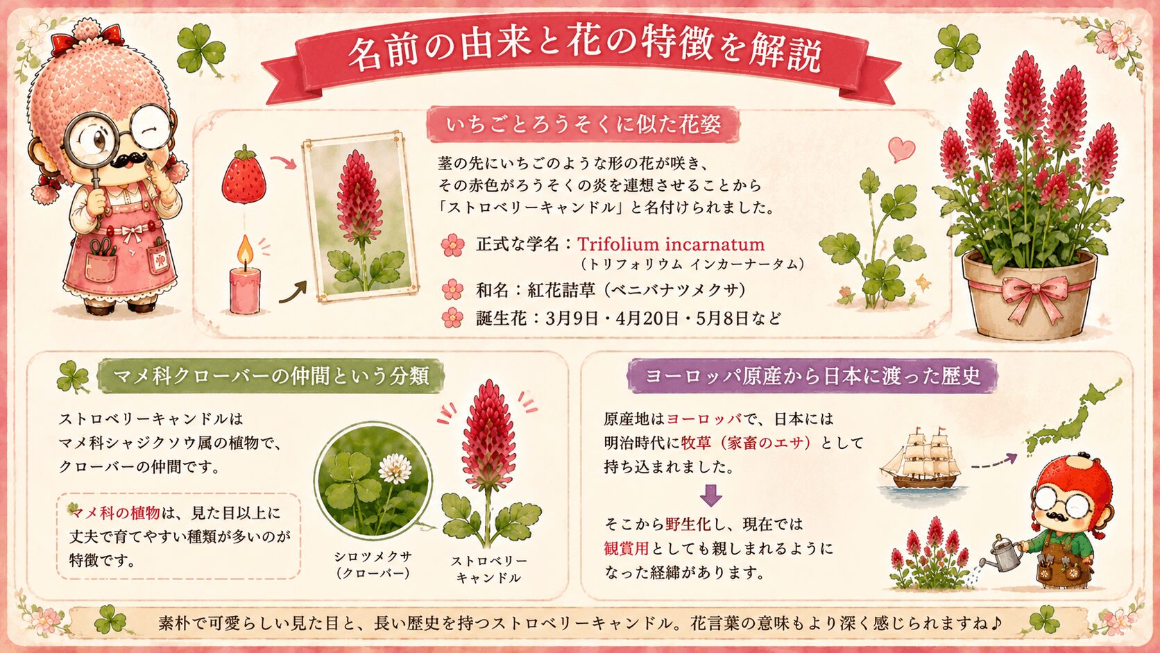 ストロベリーキャンドルの名前の由来