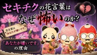 セキチクの花言葉はなぜ怖いのか？平安時代から続く花の秘密