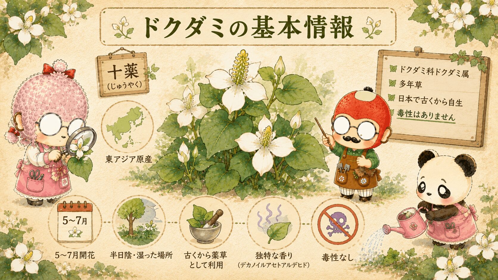ドクダミの基本情報
