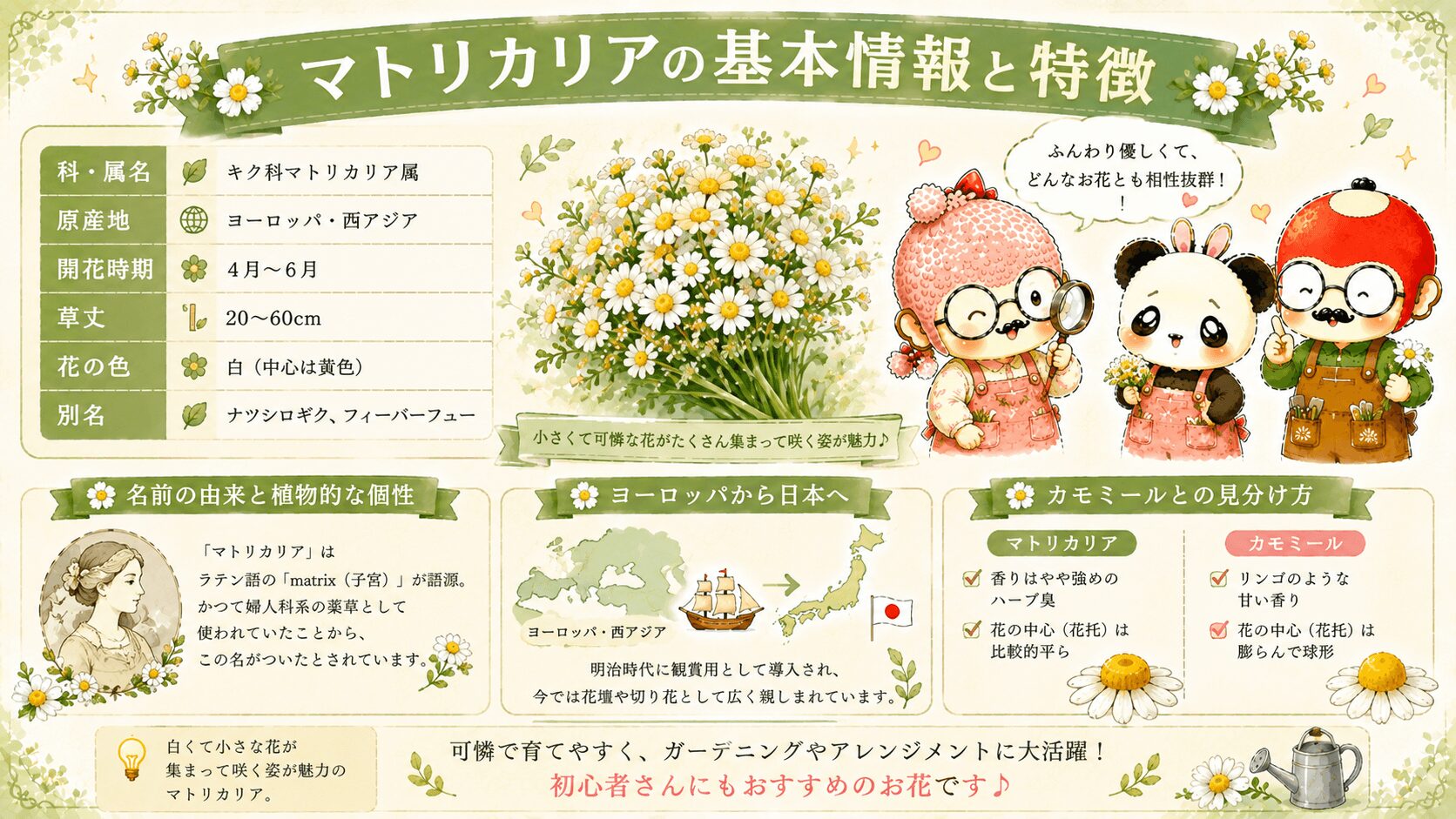 マトリカリアの基本情報と特徴