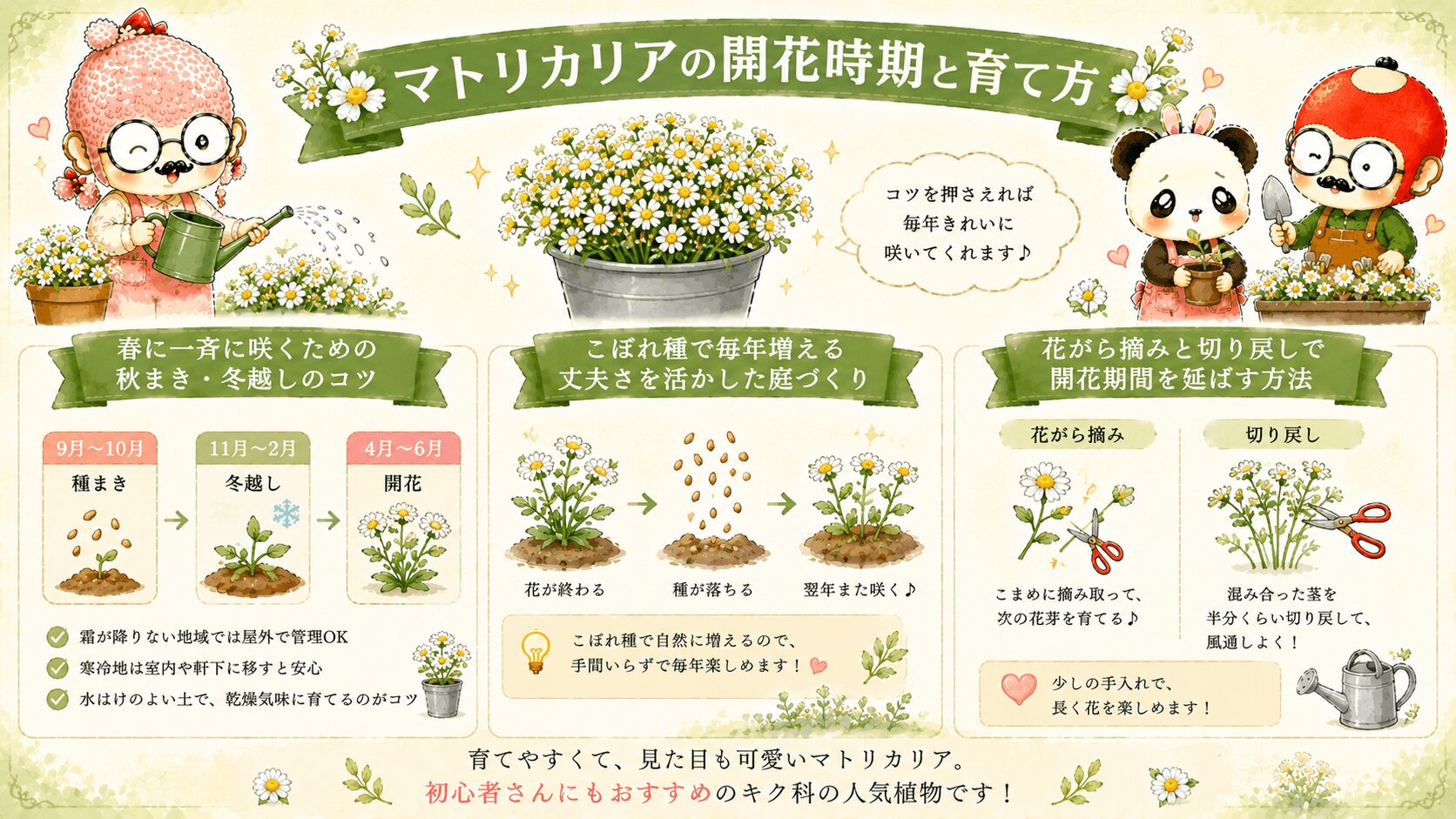マトリカリアの開花時期
