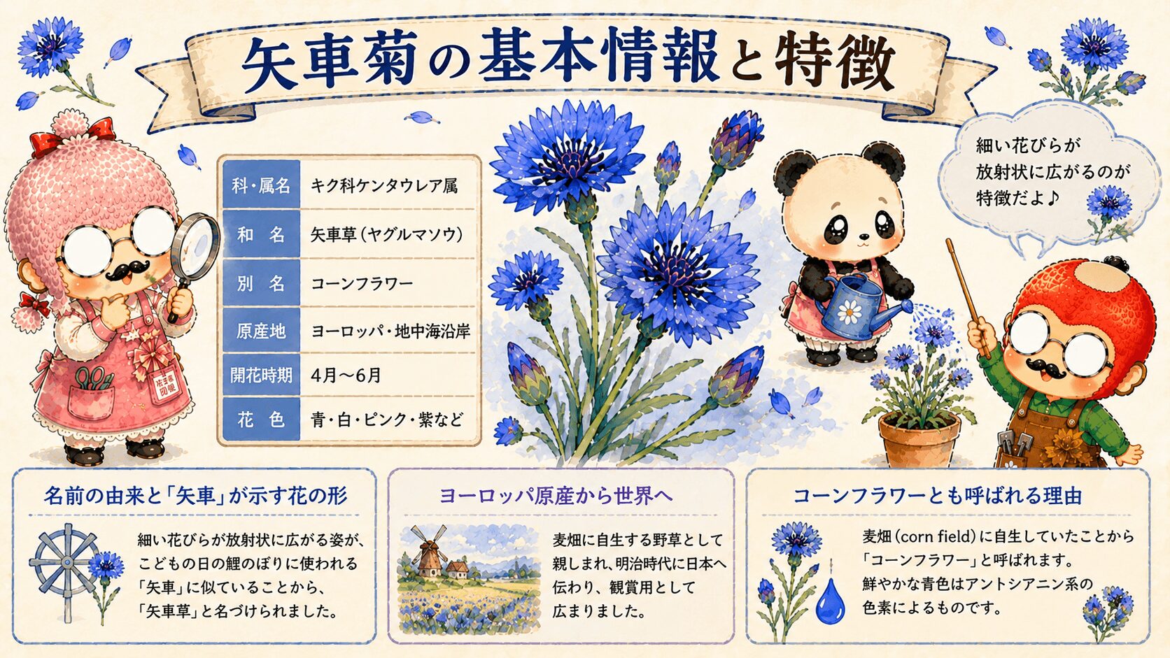 矢車菊の基本情報