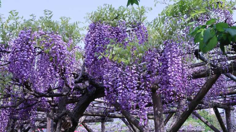 藤の花