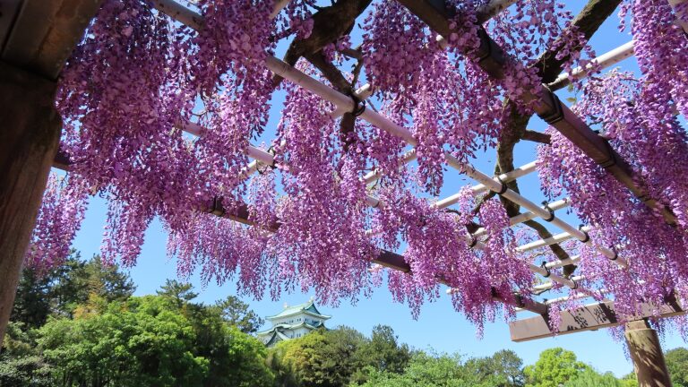 藤の花