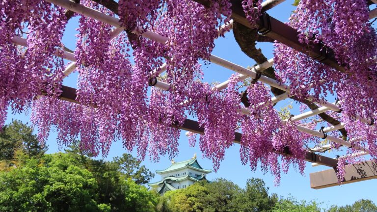 藤の花