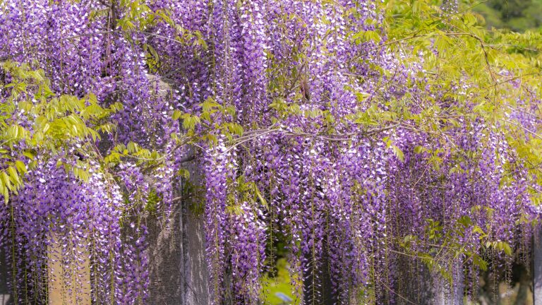 藤の花