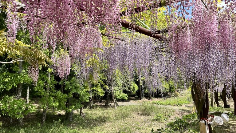 藤の花