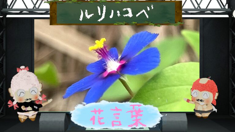 ルリハコベの花言葉!由来や怖い理由も追跡!