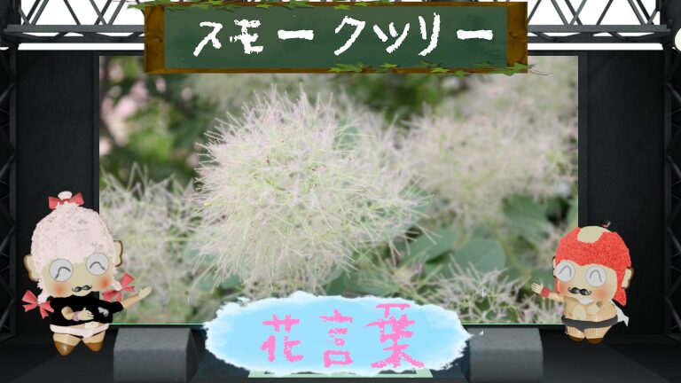 スモークツリーの花言葉!由来も含め魅力に関して解析