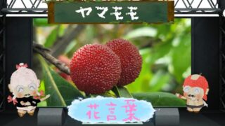 ハナトラノオの花言葉！色別や怖い理由なども大解剖