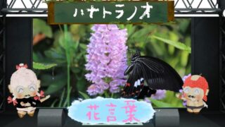 キキョウソウの花言葉！裏切りが怖いとされるのは事実？