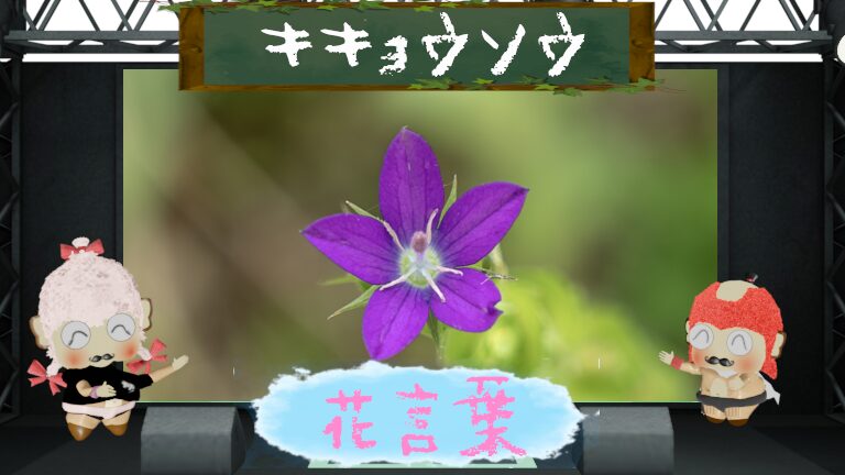 キキョウソウの花言葉!裏切りが怖いとされるのは事実?