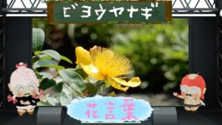 キキョウソウの花言葉！裏切りが怖いとされるのは事実？