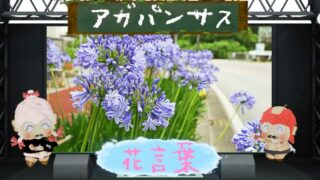 アガパンサスの花言葉！色別や由来は勿論怖い理由も解剖