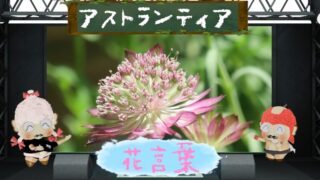 アガパンサスの花言葉！色別や由来は勿論怖い理由も解剖