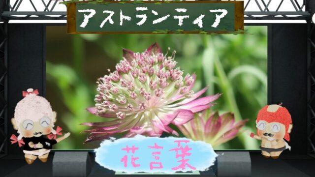 アガパンサスの花言葉！色別や由来は勿論怖い理由も解剖