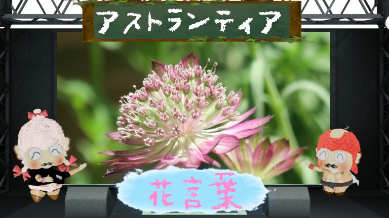 アストランティアの花言葉!色別や怖い理由をつづりまくり!