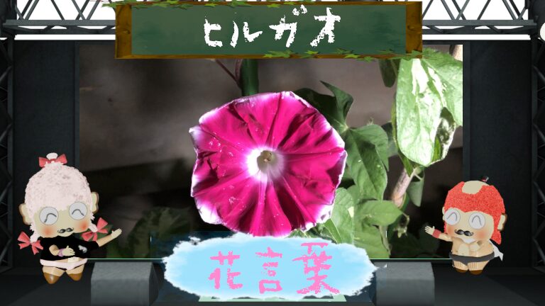 ヒルガオの花言葉!色や怖い由来から朝顔の違いをガチ分析!