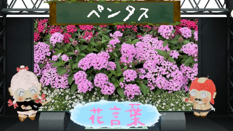 ペンタスの花言葉!色別や怖い理由は?なぜ子供におすすめ?