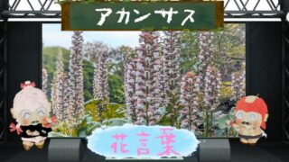 アカンサスの花言葉！色別の意味や怖いと言われる由来は？