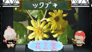 ツワブキの花言葉！怖い理由は？愛よ甦れの由来とは？