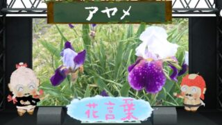 アヤメの花言葉！色別の由来や怖い文化的背景＆面白エピソード！
