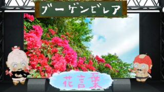 ブーゲンビレアの花言葉！南国の魅力花が怖い理由は外見!?