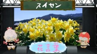 スイセンの花言葉！色別の由来や怖い理由から美少年との関係まで