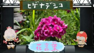 ヒゲナデシコの花言葉！ヒゲと名前の由来は？怖い理由は？
