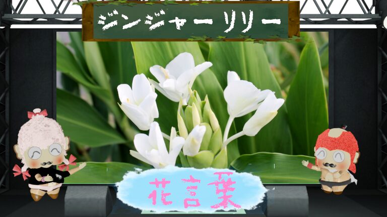 ジンジャーリリーの花言葉!香りが魅力の花はどんなの?