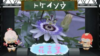 ジンジャーリリーの花言葉！香りが魅力の花はどんなの？