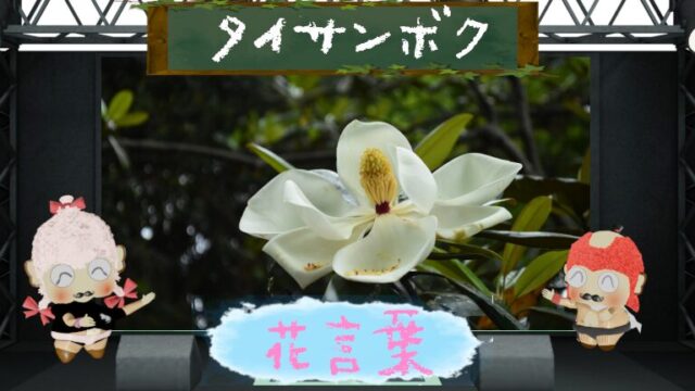 タイサンボクの花言葉で知る大山木の美しさ