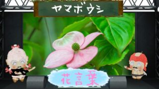 タイサンボクの花言葉で知る大山木の美しさ