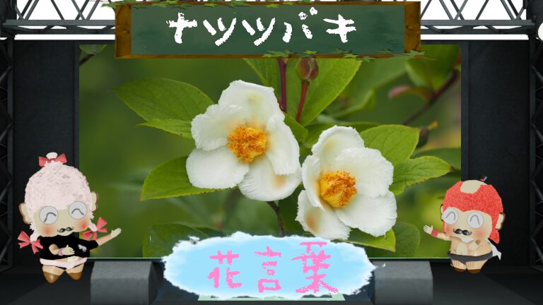 ナツツバキの花言葉!怖いのは1日で散ってしまうから?