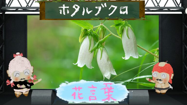 ホタルブクロの花言葉!色別や怖い由縁も徹底紹介!