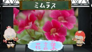 ミムラスの花言葉！色別の意味や怖いと言われる由来まで！