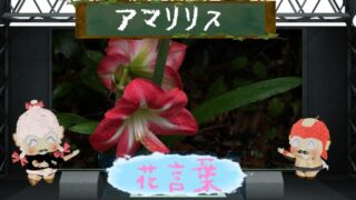 アマリリスの花言葉！色別や由来から怖い理由まで！