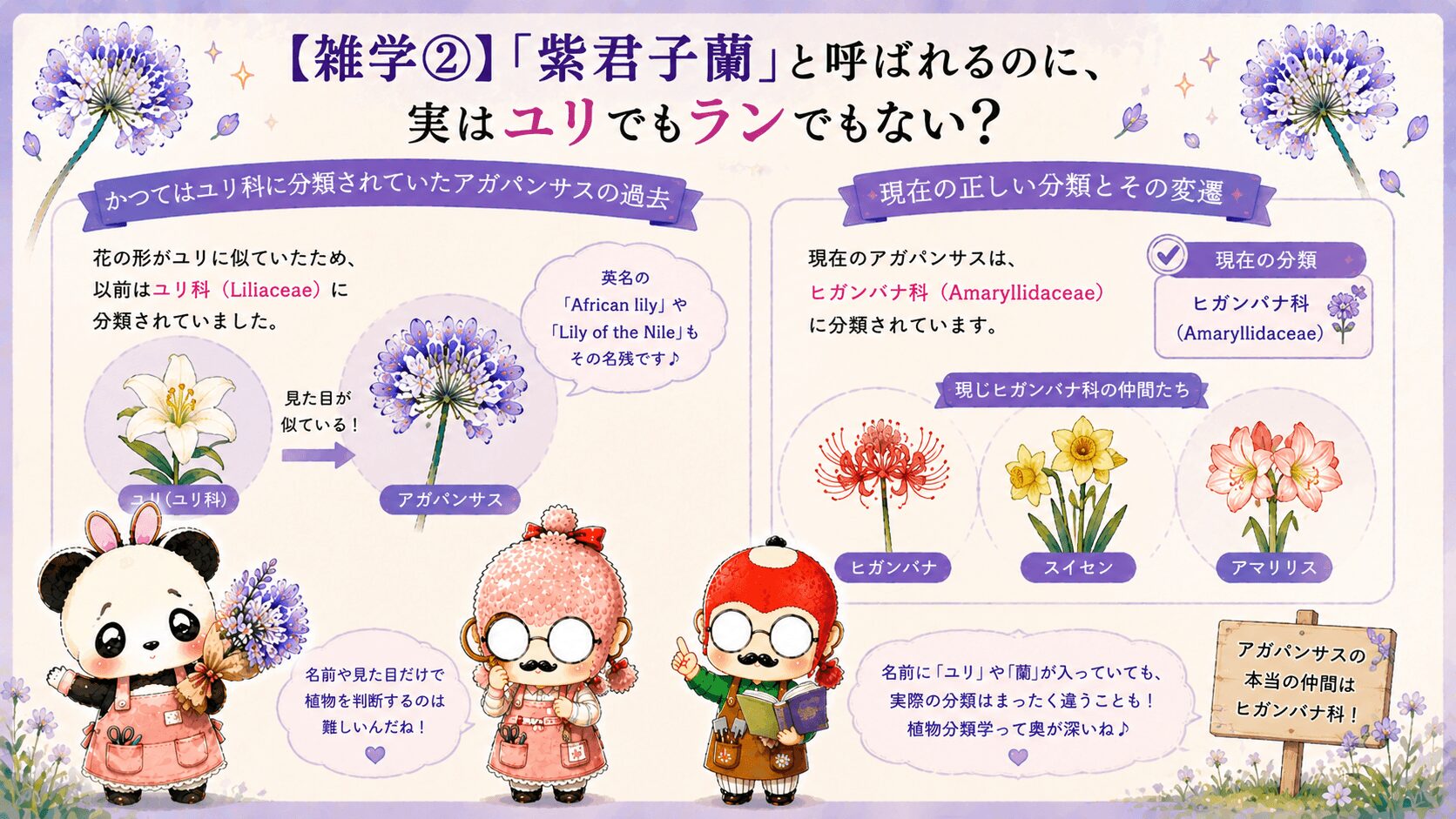 アガパンサスの分類の謎
