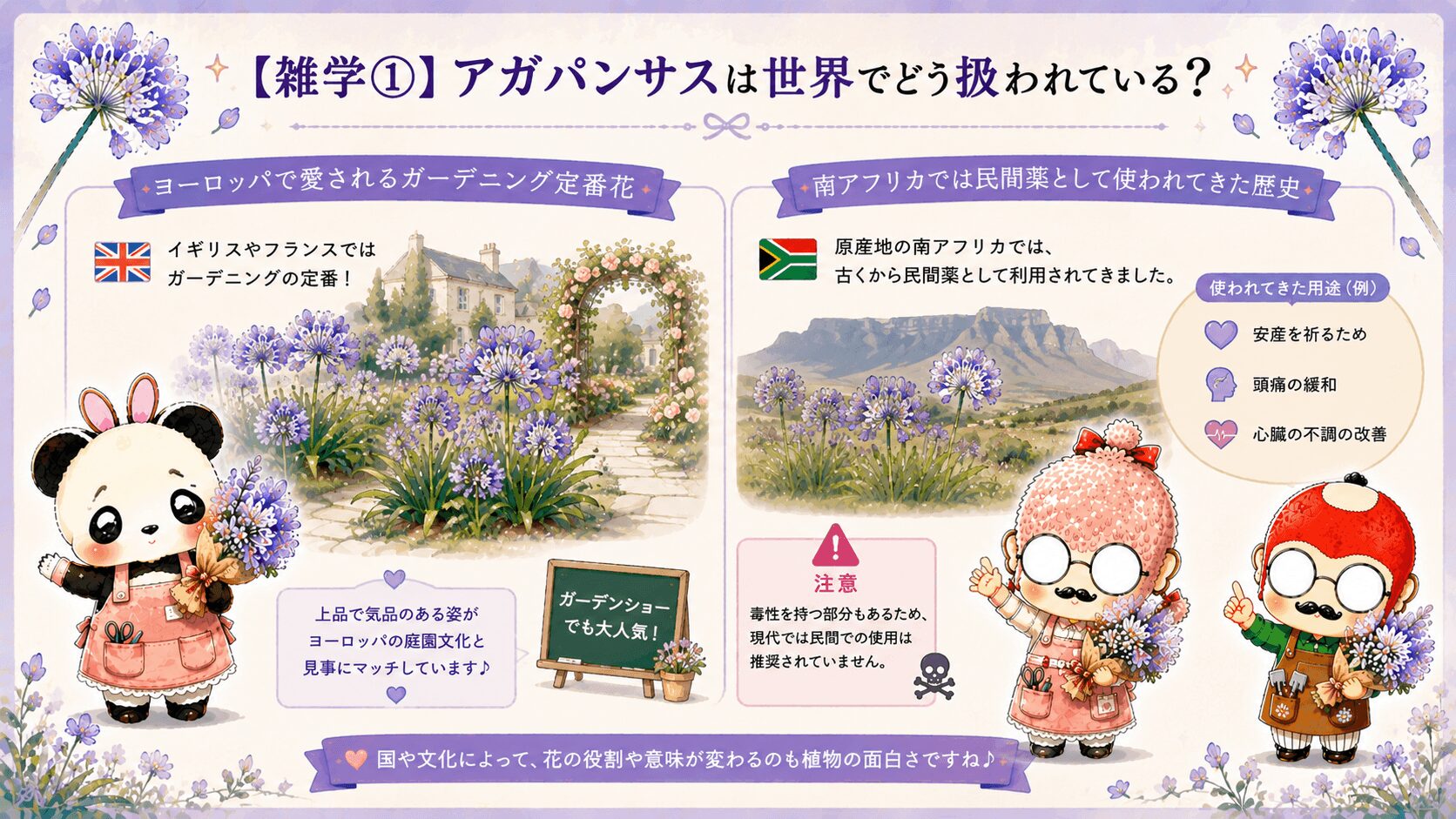 アガパンサスの国際的な雑学