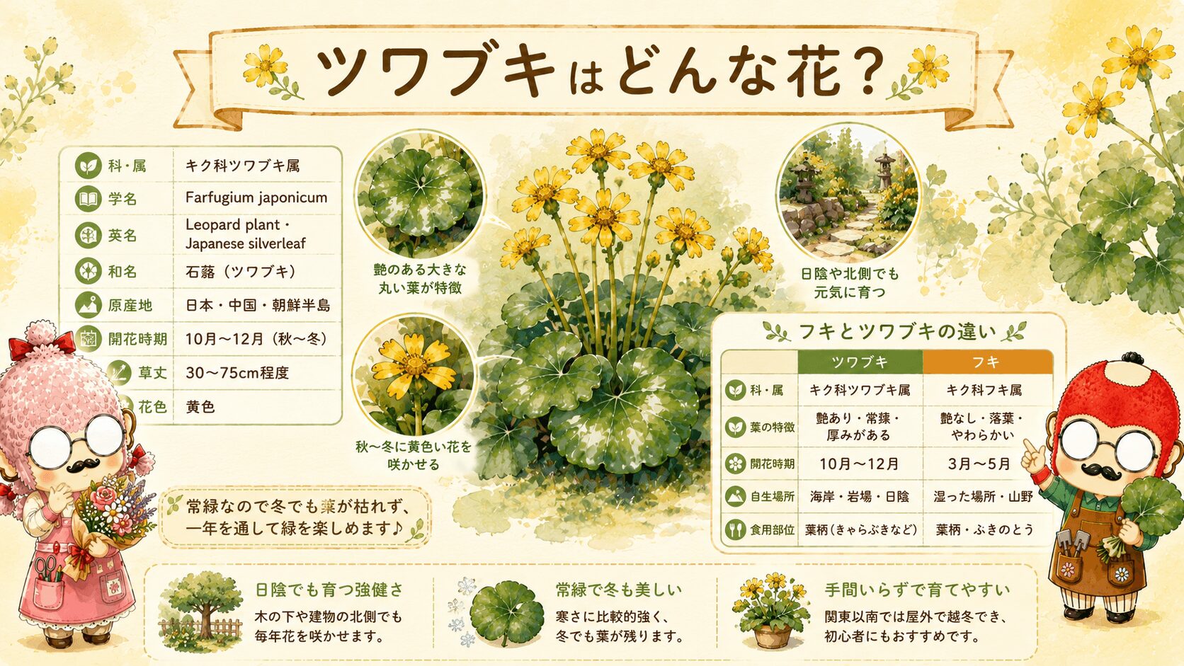 ツワブキとはどんな花