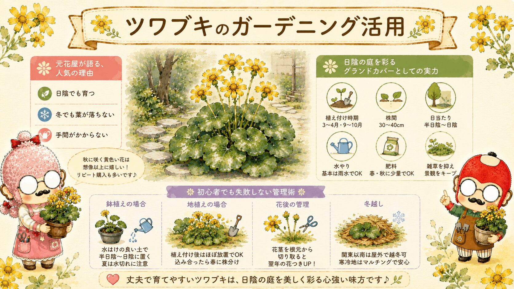 ツワブキのガーデニング活用